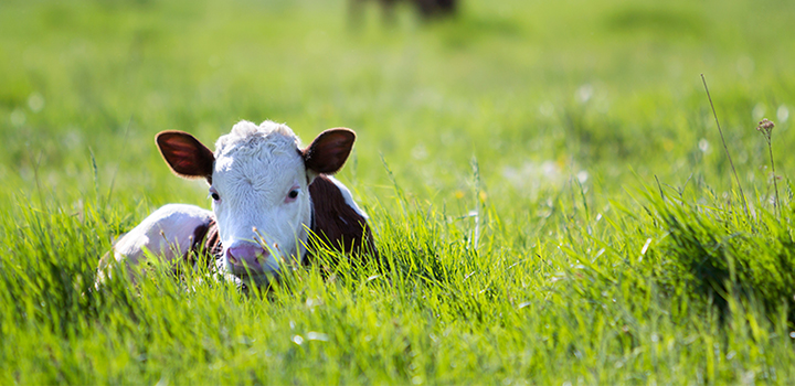 cow lays in field